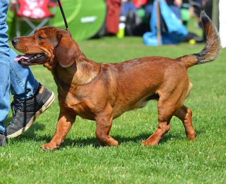 alpine dachsbracke is a mixed breed