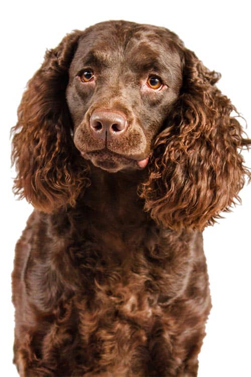 are american water spaniels rare