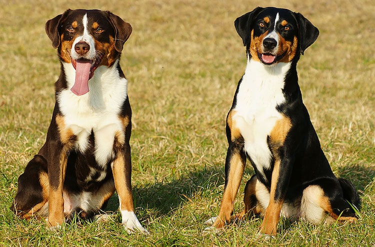 can appenzell mountain dogs live outside