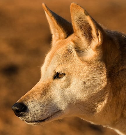 how often do dingoes breed