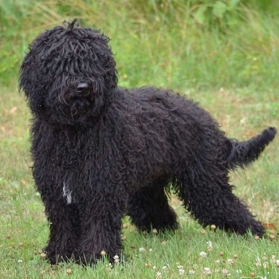 The Barbet Dog is also called the French Water Spaniel