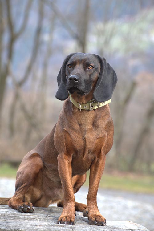 are bavarian mountain hounds intelligent dogs