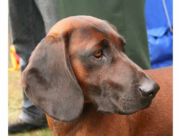 are bavarian mountain hounds intelligent dogs