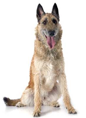 A Belgian Laekenois dog sitting down, looking at the camera, against a white background.