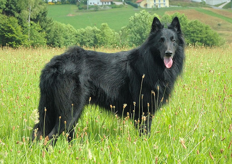 A black Belgian Groenendael dog standing in a grassy field, in the sunshine.