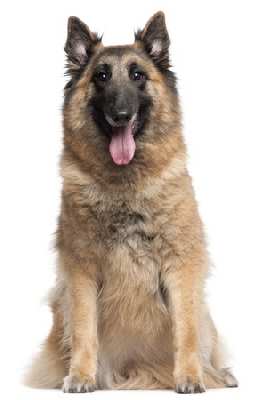 A Belgian Tervueren dog sitting down, looking at the camera, against a white background.