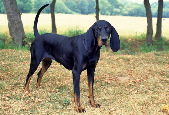 are black and tan coonhounds smart