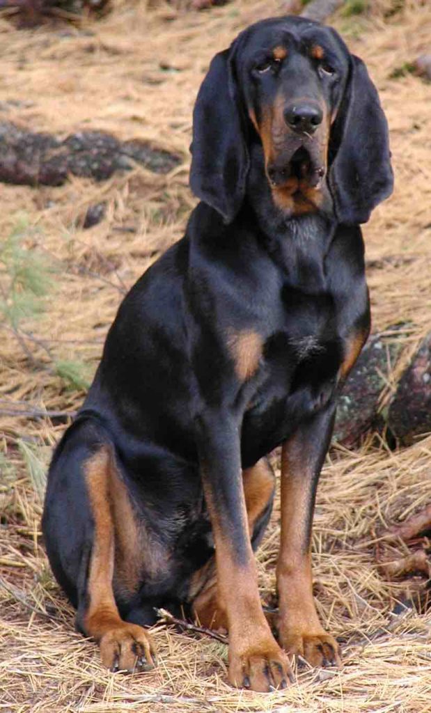 black and tan coonhound hunting