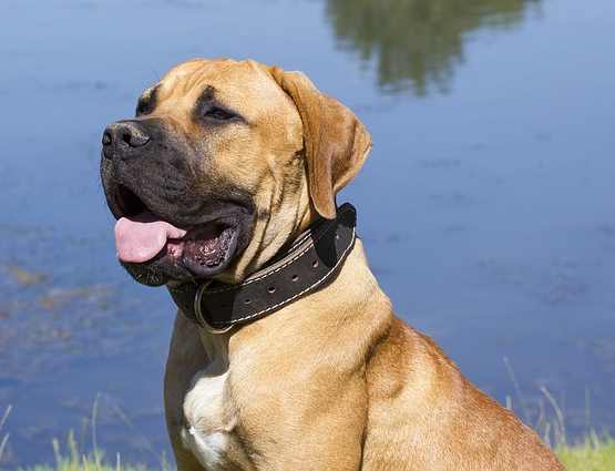 are boerboels good family pets