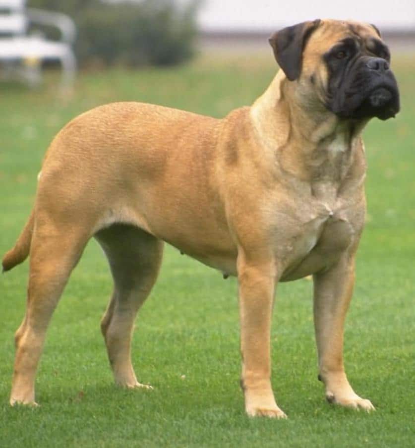 are english mastiff protective