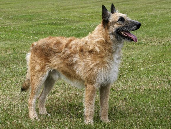 A Belgian Laekenois dog standing in a grassy field, looking up.