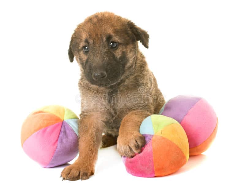 A Belgian Laekenois dog puppy playing with some colored balls, against a white background.