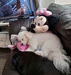 A Bichon Frise dog asleep on a big Mickey Mouse soft doll