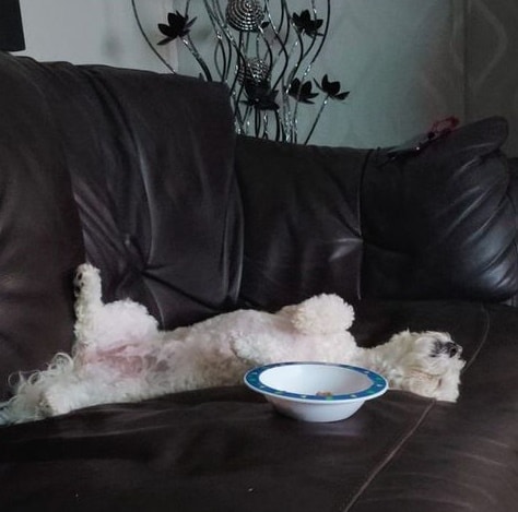 A white Bichon Frise lying on its back asleep next to a low table with a bowl on it