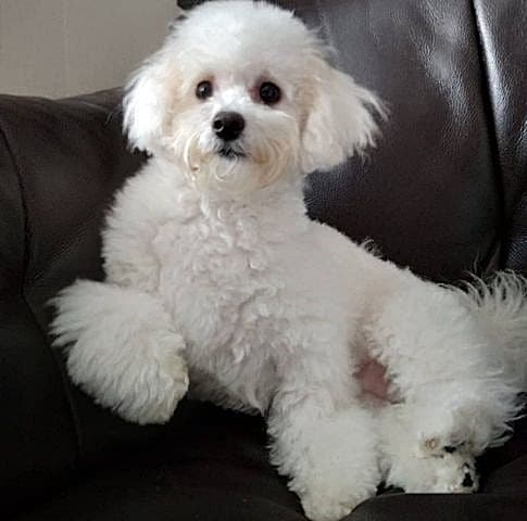 A white Bichon Frise dog lying down on a black couch