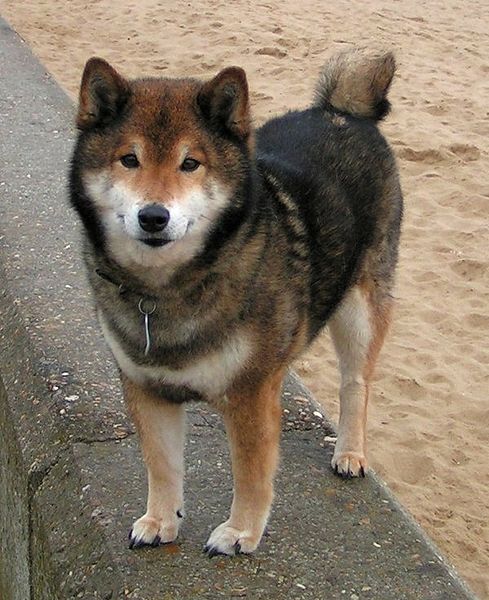 The Shiba Inu Dog Breed Are Curious?