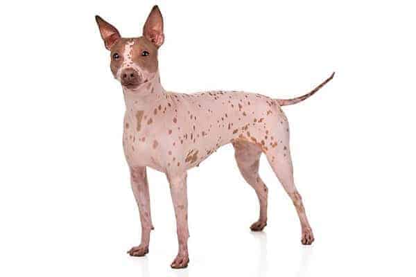 what does an american hairless terrier look like