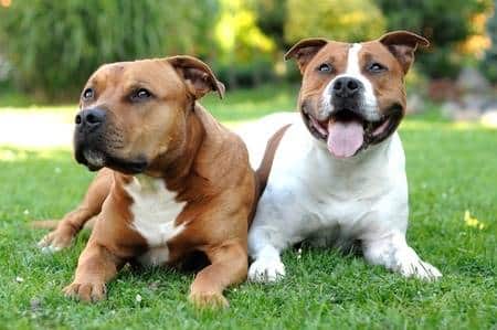 are american staffordshire terrier considered agressive