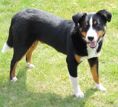 can a appenzeller sennenhund guard a home