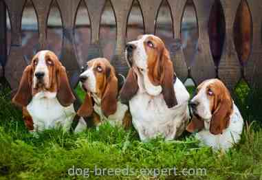 what dogs are in the hound group