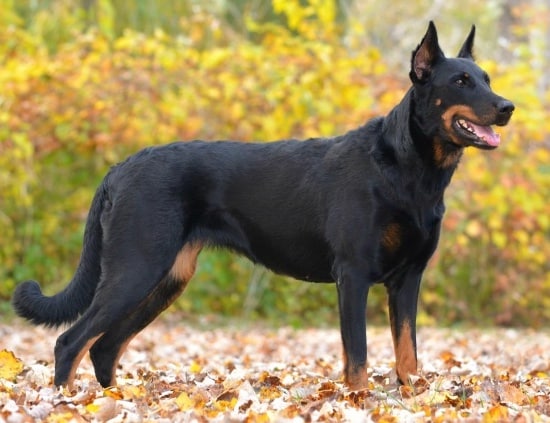 does the beauceron bark