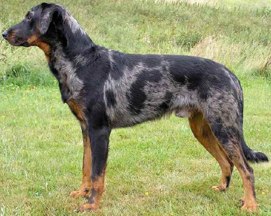 what is a beauceron used for