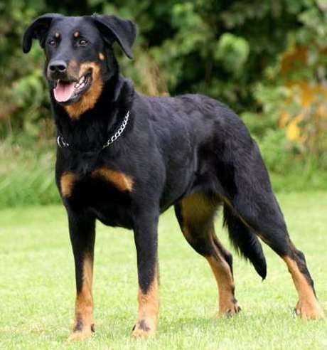 The Beauceron dog is a powerful sheepdog from France