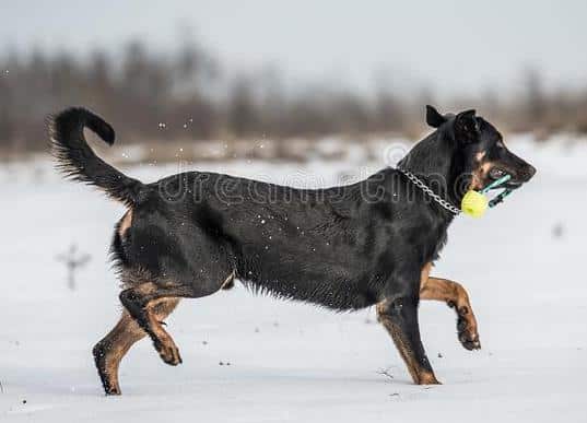 does the beauceron bark