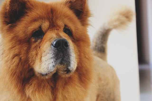 can a american bulldog and a chow chow be friends