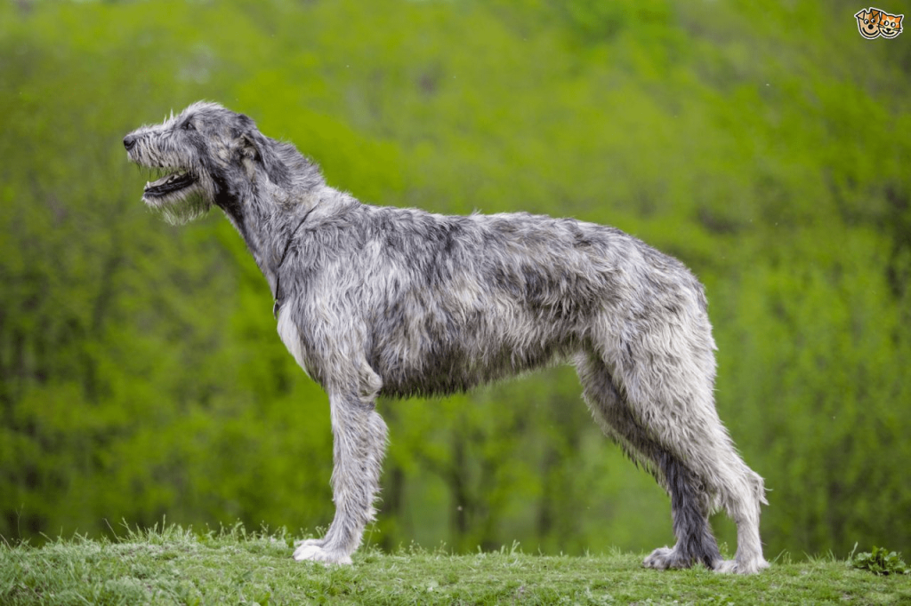 are irish wolfhounds good guard dogs