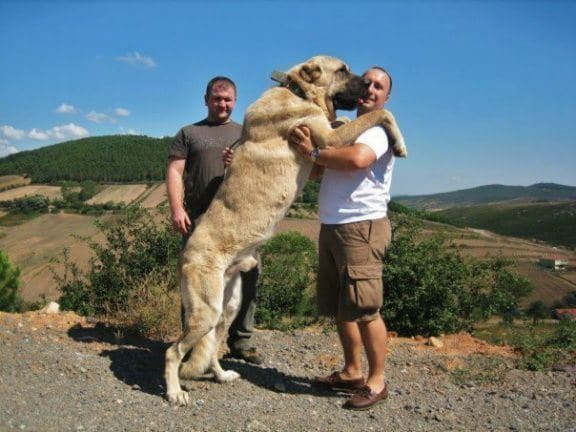 what are kangal dogs used for