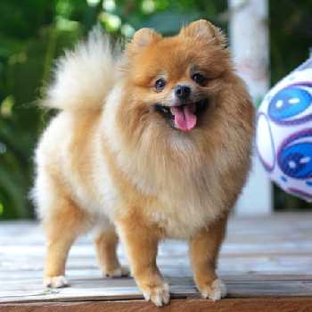 Types of dogs that start best sale with p