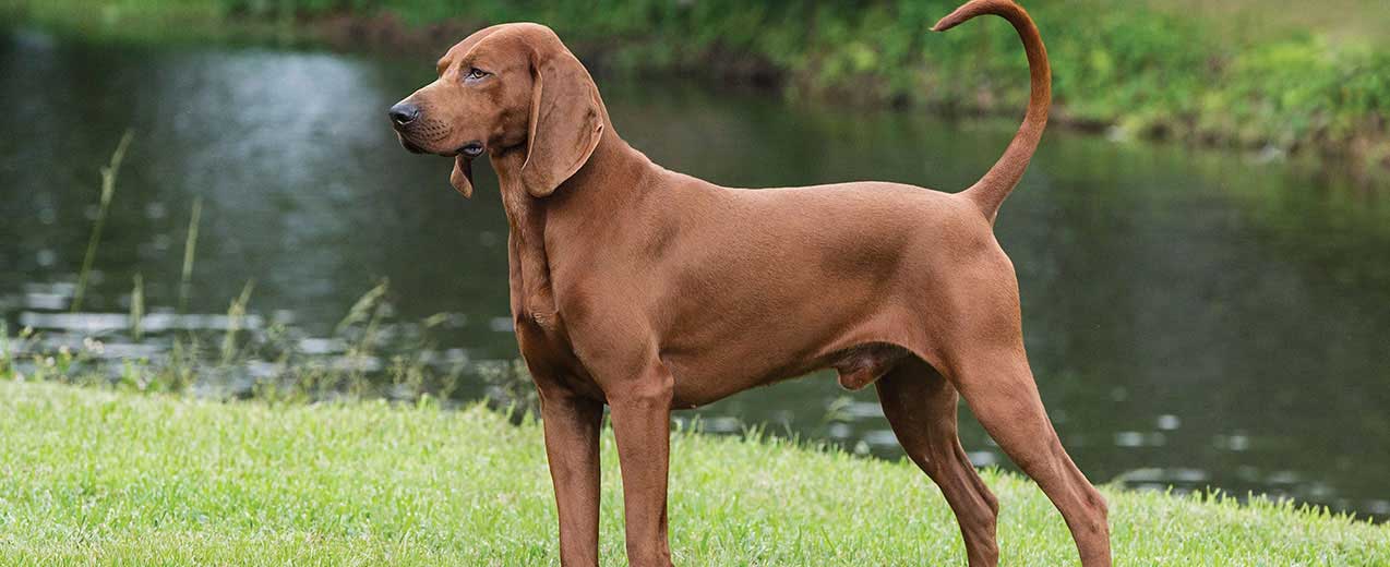 The Redbone Coonhound Dog - A Breed Profile With Photos And Info