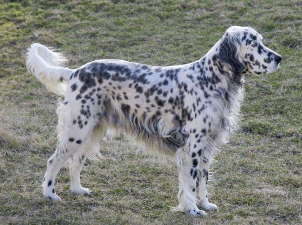 are english setters good family dogs