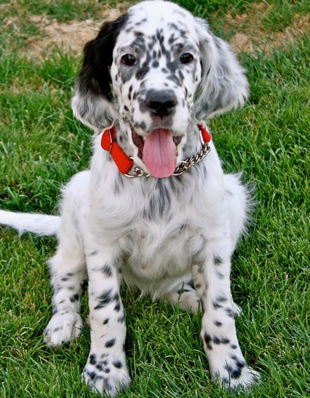 what does a 5 month old english setter puppy like to eat