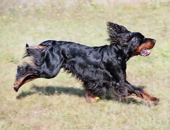 are gordon setters good dogs