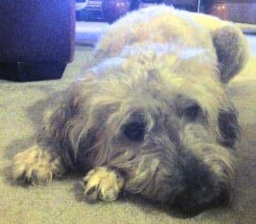 how much exercise does my wheaten terrier need