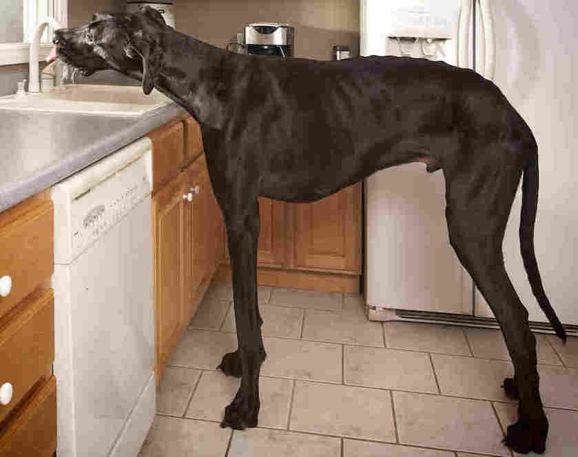 The Tallest Dog Breeds in the World. Which is Top?