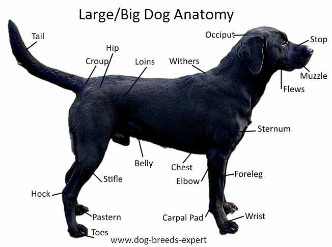 Your dog is big. Describing a Dog. Dog Breeds. Биг дог. My Dog is big.