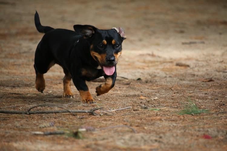 does the lancashire heeler attack humans