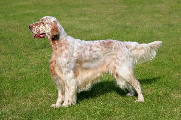 what does a 5 month old english setter puppy like to eat