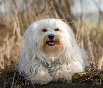 what health problems do havanese dogs have