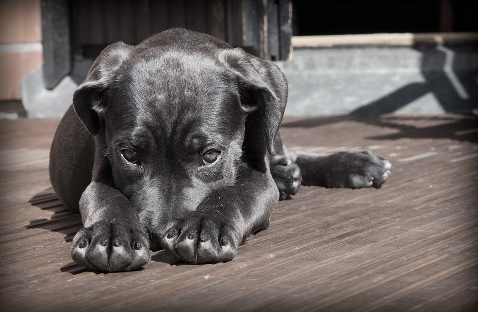 Pitbull top shiny coat