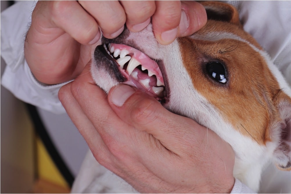 can dogs die from gum disease