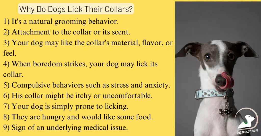 Why Do Dogs Lick Their Collars