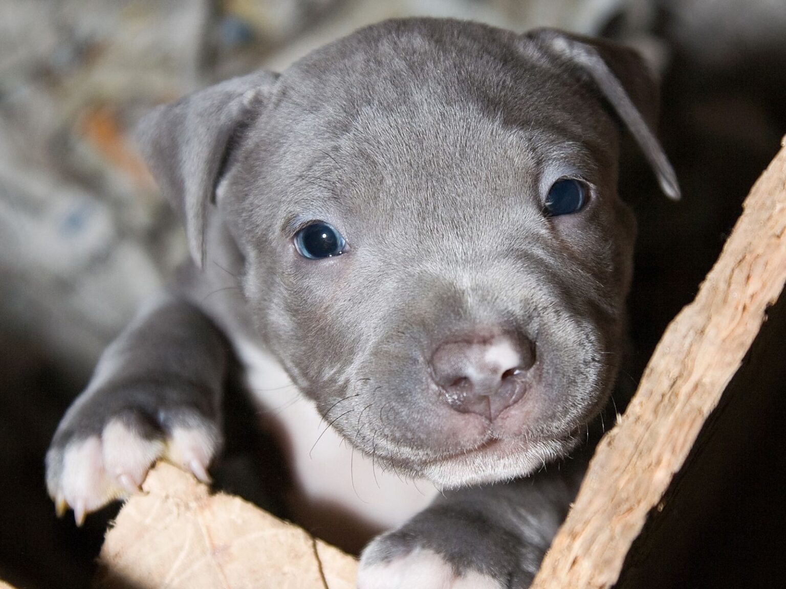 Miniature Pitbull